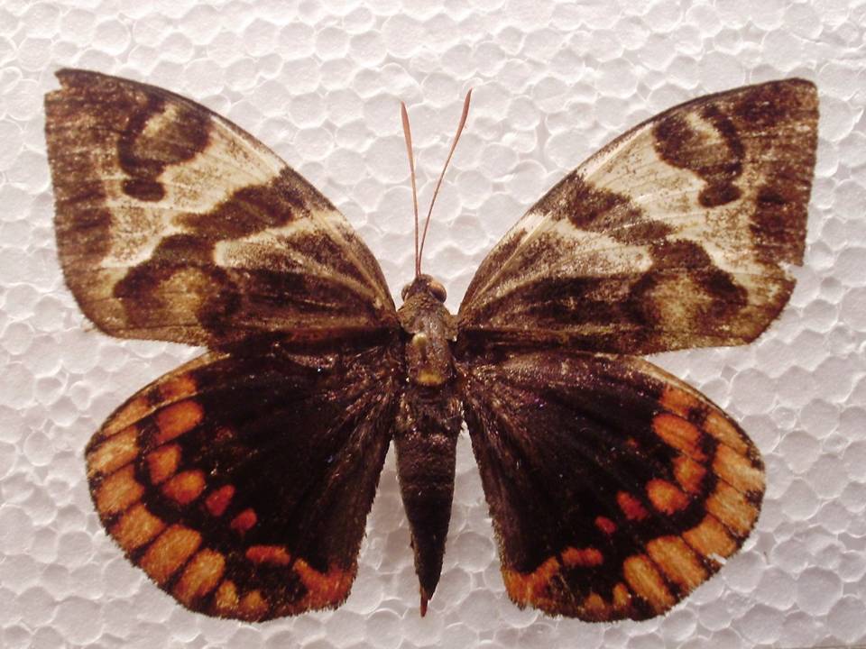 FIGURE 7 FIGURE 7